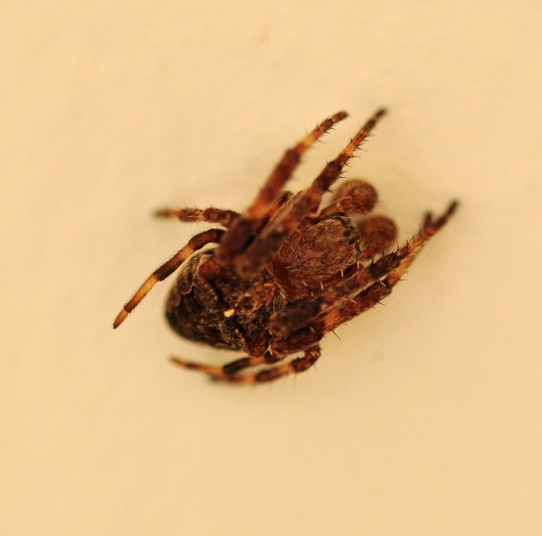 Araneus sp. (A. circe o A. angulatus)